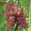 Somerset Red Seedless Grape Vine Plant - Live 1-2 Yr Old, Pruned, Outdoor - Image 1