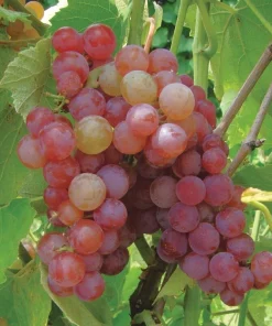 Somerset Red Seedless Grape Vine Plant - Live 1-2 Yr Old, Pruned, Outdoor - Image 1