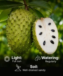 Soursop Live Plant - Guanabana Tropical Fruit Tree - 5-10 Inches Tall - Image 3