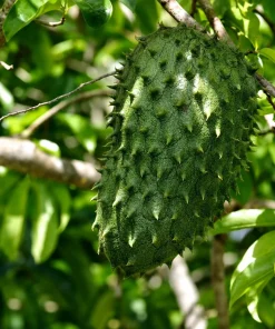 Soursop Live Plant - Guanabana Tropical Fruit Tree - 5-10 Inches Tall - Image 4
