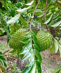 Soursop Live Plant - Guanabana Tropical Fruit Tree - 5-10 Inches Tall - Image 5