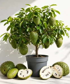 Soursop Live Plant - Guanabana Tropical Fruit Tree - 5-10 Inches Tall - Image 1