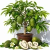 Soursop Live Plant - Sweet Guanabana Tropical Fruit Tree, 5-10 Inches Tall - Image 1