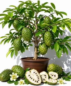 Soursop Live Plant - Sweet Guanabana Tropical Fruit Tree, 5-10 Inches Tall - Image 1