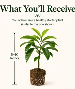 Soursop Live Plant - Sweet Guanabana Tropical Fruit Tree, 5-10 Inches Tall - Image 2