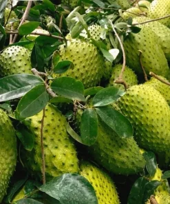Soursop Plant Live - Guanabana Tree for Outdoor Garden, 8-10 Inches Tall - Image 2
