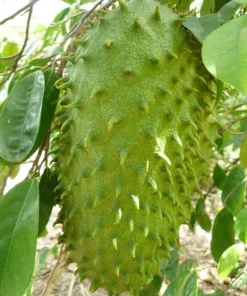 Soursop Plant Live - Guanabana Tree for Outdoor Garden, 8-10 Inches Tall - Image 3