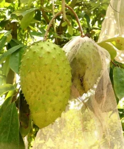 Soursop Plant Live - Guanabana Tree for Outdoor Garden, 8-10 Inches Tall - Image 4
