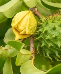 Soursop Plant Live - Guanabana Tree for Outdoor Garden, 8-10 Inches Tall - Image 5