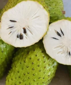 Soursop Plant Live - Guanabana Tree for Outdoor Garden, 8-10 Inches Tall - Image 6