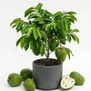 Soursop Plant Live - Guanabana Tree for Outdoor Garden, 8-10 Inches Tall - Image 1