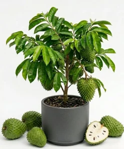 Soursop Plant Live - Guanabana Tree for Outdoor Garden, 8-10 Inches Tall - Image 1