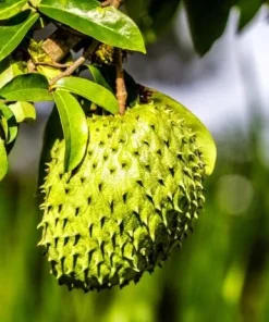Soursop Tree Live Plant – Guanabana Tree for Garden – 8 to 10 Inch Tall - Image 2