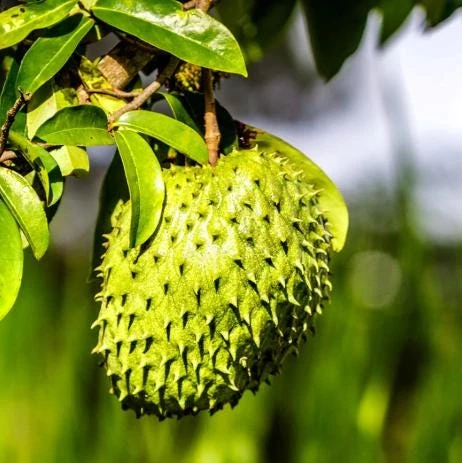 Soursop Tree Live Plant – Guanabana Tree for Garden – 8 to 10 Inch Tall - Image 2