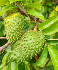 Soursop Tree Live Plant – Guanabana Tree for Garden – 8 to 10 Inch Tall - Image 3