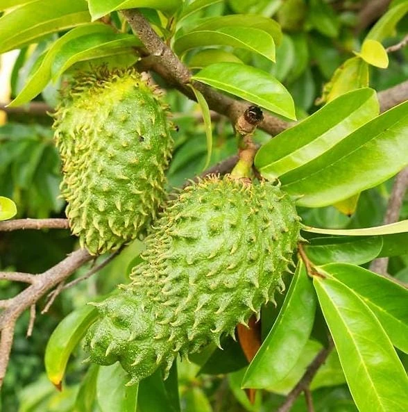Soursop Tree Live Plant – Guanabana Tree for Garden – 8 to 10 Inch Tall - Image 3