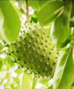 Soursop Tree Live Plant – Guanabana Tree for Garden – 8 to 10 Inch Tall - Image 4