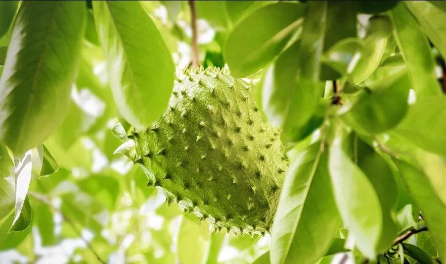 Soursop Tree Live Plant – Guanabana Tree for Garden – 8 to 10 Inch Tall - Image 4
