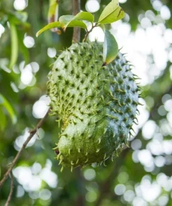 Soursop Tree Live Plant – Guanabana Tree for Garden – 8 to 10 Inch Tall - Image 5