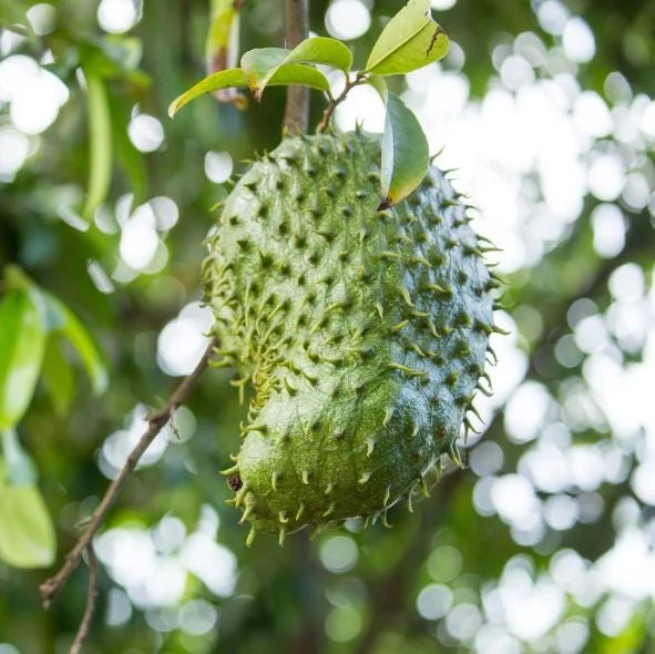 Soursop Tree Live Plant – Guanabana Tree for Garden – 8 to 10 Inch Tall - Image 5