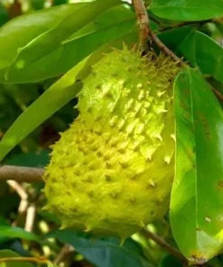 Soursop Tree Live Plant – Guanabana Tree for Garden – 8 to 10 Inch Tall - Image 6