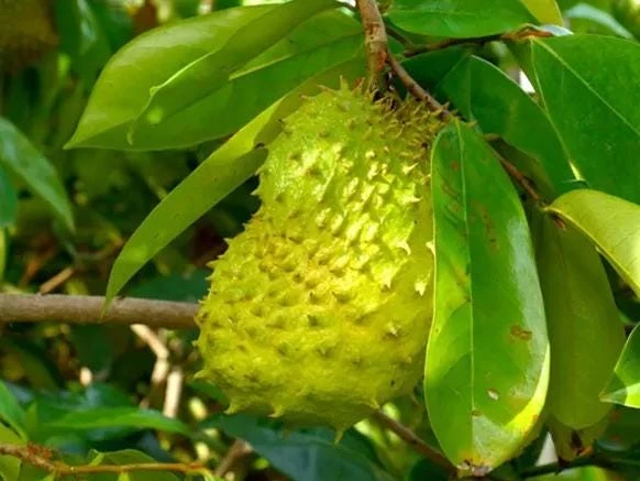 Soursop Tree Live Plant – Guanabana Tree for Garden – 8 to 10 Inch Tall - Image 6