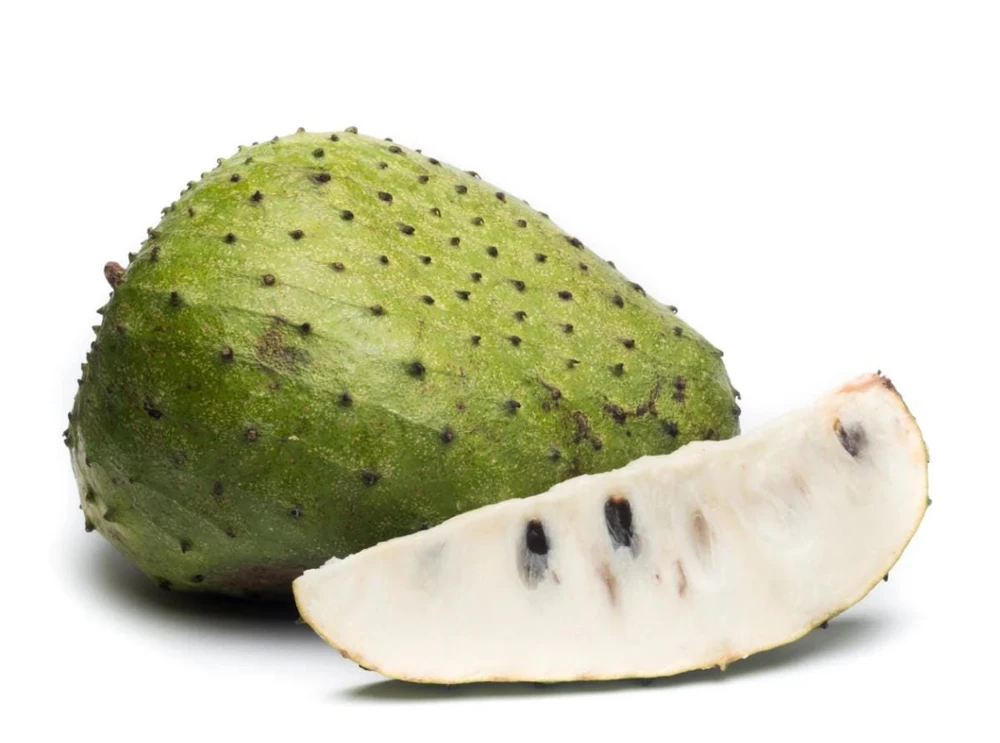 Soursop Tree Live Plant – Guanabana Tree for Garden – 8 to 10 Inch Tall - Image 7