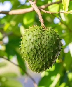 Soursop Tree Live Plant – Guanabana Tree for Garden – 8 to 10 Inch Tall - Image 8