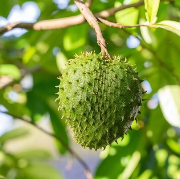 Soursop Tree Live Plant – Guanabana Tree for Garden – 8 to 10 Inch Tall - Image 8