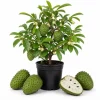 Soursop Tree Live Plant – Guanabana Tree for Garden – 8 to 10 Inch Tall - Image 1