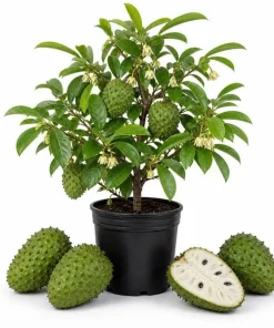 Soursop Tree Live Plant – Guanabana Tree for Garden – 8 to 10 Inch Tall - Image 1
