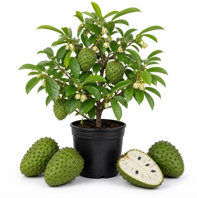 Soursop Tree Live Plant – Guanabana Tree for Garden – 8 to 10 Inch Tall - Image 1