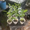 Soursop Tree Organic - Image 1