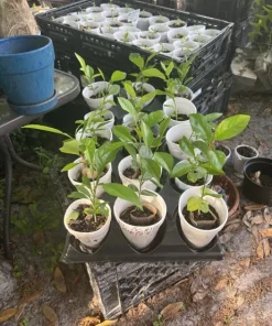 Soursop Tree Organic - Image 1