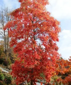 Sourwood Tree Live Plant - 10-16