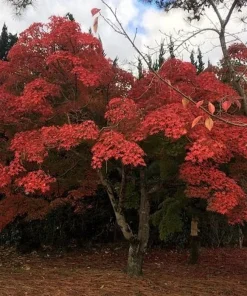 Sourwood Tree Live Plant - 10-16