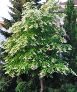 Sourwood Tree Live Plant - 10-16