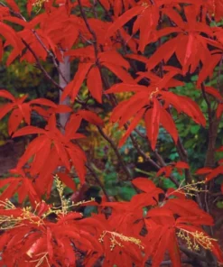 Sourwood Tree Live Plant - 10-16