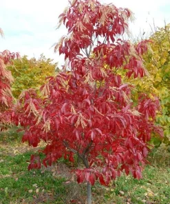 Sourwood Tree Live Plant - 10-16
