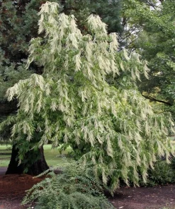 Sourwood Tree Live Plant - Oxydendrum arboreum - 10-16