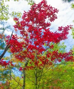 Sourwood Tree Live Plant - Oxydendrum arboreum - 10-16