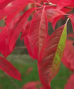 Sourwood Tree Live Plant - Oxydendrum arboreum - 10-16