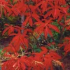Sourwood Tree Live Plant - Oxydendrum arboreum - 10-16" Tall - Quart Pot - Outdoor - Image 1