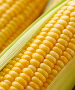 South American Yellow Popcorn Corn Seeds - 75 Count Heirloom Zea Mays - Image 2