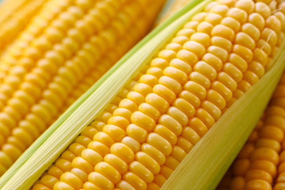 South American Yellow Popcorn Corn Seeds - 75 Count Heirloom Zea Mays - Image 2