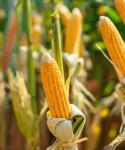 South American Yellow Popcorn Corn Seeds - 75 Count Heirloom Zea Mays - Image 3