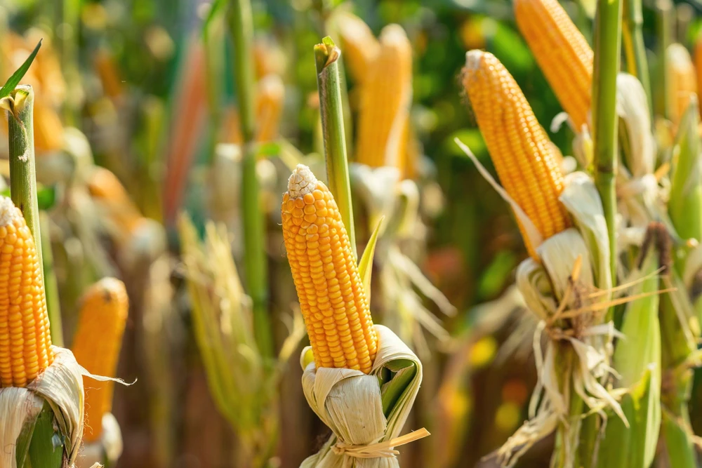 South American Yellow Popcorn Corn Seeds - 75 Count Heirloom Zea Mays - Image 3