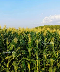 South American Yellow Popcorn Corn Seeds - 75 Count Heirloom Zea Mays - Image 4