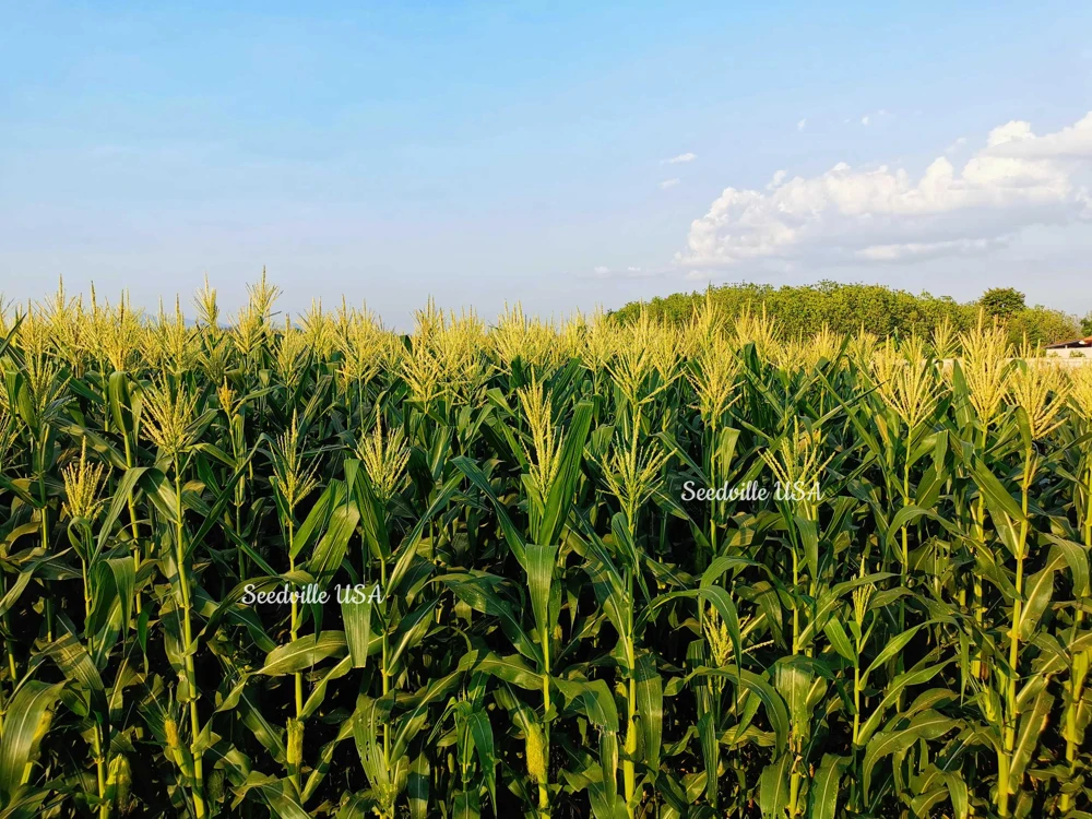 South American Yellow Popcorn Corn Seeds - 75 Count Heirloom Zea Mays - Image 4
