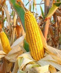 South American Yellow Popcorn Corn Seeds - 75 Count Heirloom Zea Mays - Image 5